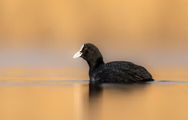 Sticker - Eurasian coot ( Fulica atra ) in morning light