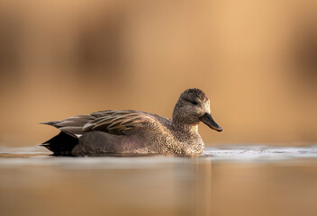 gadwall bird ( mareca strepera ) close up - male