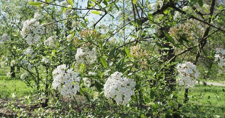 Sticker - Weißen Blüten von Oster-Schneeball (Viburnum burkwoodii) die am Ende eines Stiels hängen, die sich unter einem blauen Himmel im Wind wiegen
