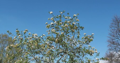 Sticker - (Viburnum burkwoodii) Frühlingsblühender Oster-Schneeball-Strauch unter blauem Himmel
