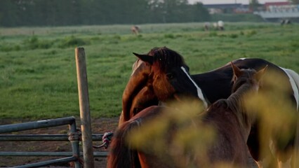 Wall Mural - Horses grazing in the green field in the farmland at dawn