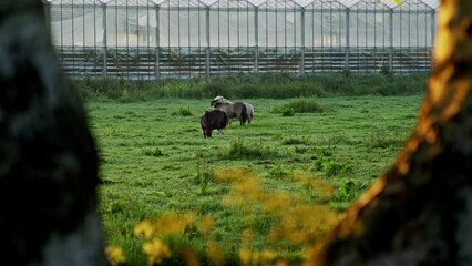 Sticker - Horses grazing in the green field in the farmland at dawn