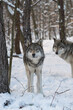 Gray wolves (also known as Timber wolves or grey wolves) in the snow surrounded by trees