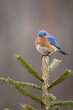 Eastern Bluebird sitting on top of a pine tree with an angry look on it's face, reminiscent of a character in the angry birds game