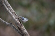 Tufted Titmouse perched on a branch with a blurred background