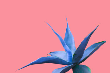 Wall Mural - Agave Plant in Blue Tone Color on Pink Background, Creative Colorful Summer Concept
