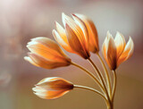 Fototapeta Tulipany - Żółte tulipany botaniczne