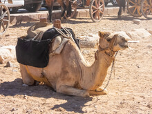 Detail Of A Camel With Saddle On. The Animal Was Lying Down On The Giza Plateau.
