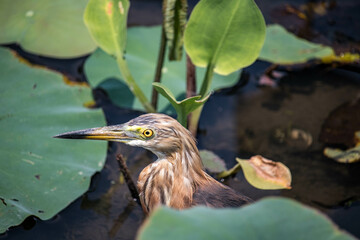 Wall Mural - Head part close up photograph of  heron with blur water background.