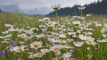 Alpine Meadow With White And Yellow Daisies Flowers. Camera Moves Through Field Flowers Swaying On The Wind. Summer Mountain Background