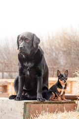 Wall Mural - Black labrador retriever and chihuahua tricolor. Small and large breeds of dogs sit next to each other.