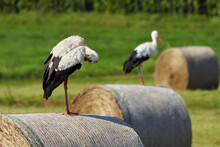 White Stork Preening Feathers On Straw Bale ( Ciconia Ciconia )