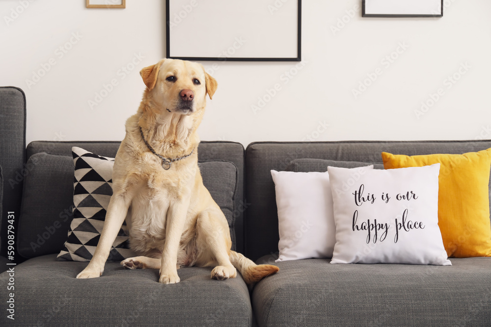 Cute Labrador dog sitting on sofa at home