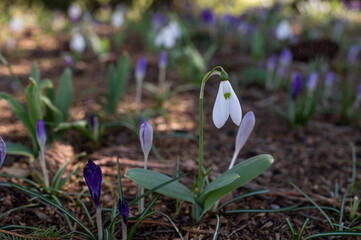 Wall Mural - White spring flower