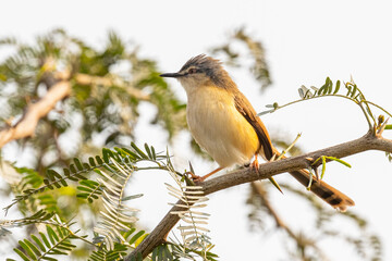 Wall Mural - A Ashy Prinia resting on a bush tree