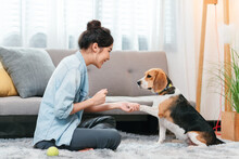 Asian Woman Resting With Playful Beagle Dog In Living Room At Home.