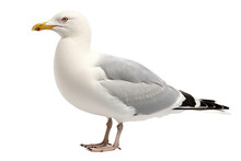 Seagull Isolated On A Transparent Background, Generative Ai