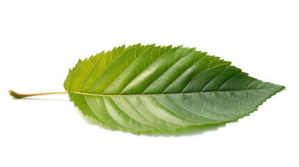 Wall Mural - Sweet birch leaf isolated on white.