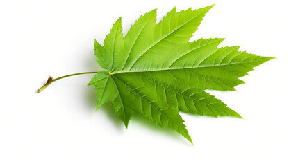 Wall Mural - Maple leaf isolated on white background.
