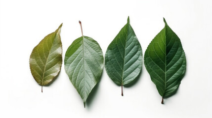 Wall Mural - Common green leaf isolated on white background.