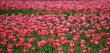 Red tulips, flower garden. Lawn with red tulips. Blossoming tulip fields.