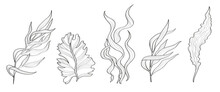 Vector Set Of Seaweeds. Set Of Black And White Hand Drawn Marine Flora