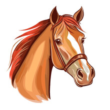 Wild Horse Head Vector Illustration