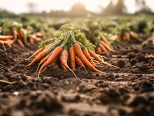 Carrot On Ground , Fresh Carrots Growing In Carrot Field Vegetable Grows In The Garden Generative AI