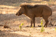 Wild Boar Bandhavgarh