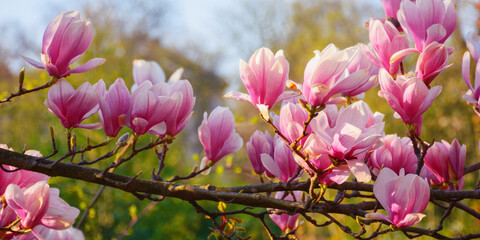 Wall Mural - backlit magnolia flowers. floral background in the park. spring holiday concept