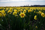 Fototapeta Tulipany - Dutch spring, colorful yellow daffodils in blossom on farm fields in april near Lisse, North Holland, the Netherlands