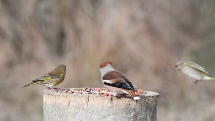 Wall Mural - Songbirds on the feeder are eating sunflower seeds in close-up.