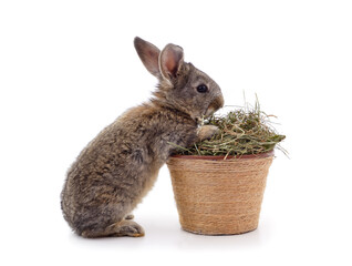 Wall Mural - One rabbit with a basket of dry grass.