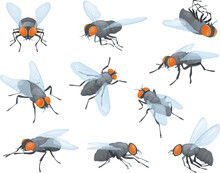Houseflies. House Flies, Domestic Fly Insects, Housefly Fly-in And Fly-out Or Sit On Wall, Insect Head With Proboscis, Tiny Bug Wings Body Pests Isolated Neat Vector Illustration