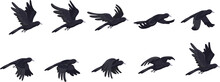 Crow Flying Animation. Animated Fly Raven Bird Sequence Cycle, Halloween Enemies 2d Game Cartoon Crows Hovering In Sky Black Birds Gothic Character Sprite Sheet Vector Illustration
