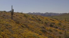An Aerial View Of  Flowers Blooming At The Tonto National Forest In The Spring.
