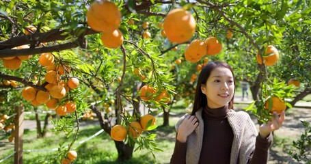 Poster - Tourist woman visit the orange garden