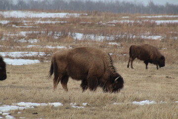 Wall Mural - Bison Grazing, Elk Island National Park, Alberta