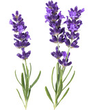 Fototapeta Kwiaty - PNG lavender flower isolated transparent background