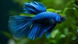 Magnificent Blue Betta Fish