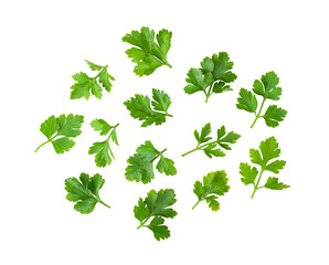 Wall Mural - Parsley on transparent png