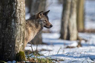 Canvas Print - Wolf in the forest up close. Wild animal in the natural habitat