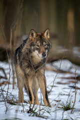 Canvas Print - Wolf in the forest up close. Wild animal in the natural habitat