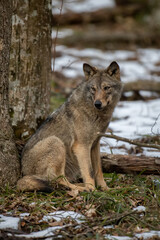 Canvas Print - Wolf in the forest up close. Wild animal in the natural habitat