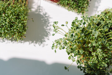 Wall Mural - Microgreens in trays on a white windowsill in the sun.