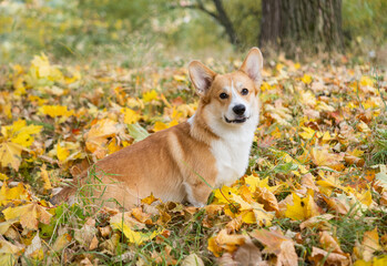 Wall Mural - corgi for a walk in the autumn park