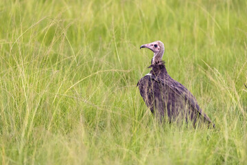 Wall Mural - A hooded vulture, Necrosyrtes monachus, against the lush grass of Queen Elizabeth National Park, Uganda. This species is critically endangered in the wild.