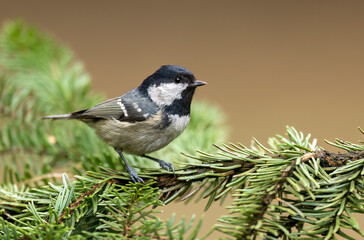 Poster - Coal tit ( Periparus ater ) close up