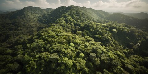 Wall Mural - A view from a height of a mountain peak with green trees in the fog.Aerial view. Panoramic shot. Generative AI