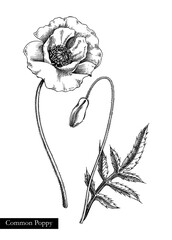 red poppy vector illustration. hand drawn summer flower sketch. wildflower drawing isolated on white